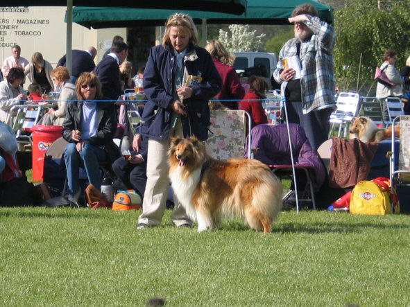 English type of collie
