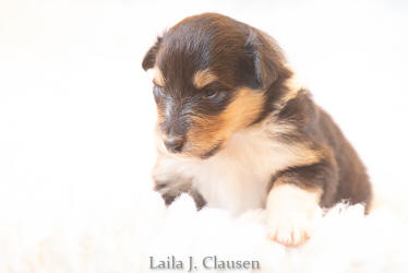 Topperteam Colliehvalpe