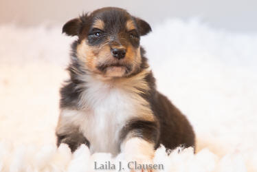 Topperteam Collies Når helheden i colliehvalpen er vigtig