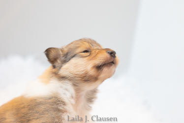 Topperteam Collies Når helheden i colliehvalpen er vigtig