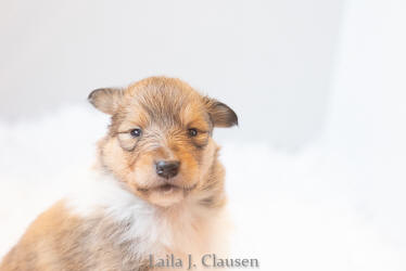Topperteam Collies Når helheden i colliehvalpen er vigtig