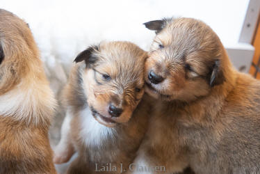 Topperteam Collies Når helheden i colliehvalpen er vigtig