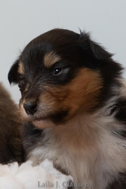 Topperteam Collies Når helheden i colliehvalpen er vigtig