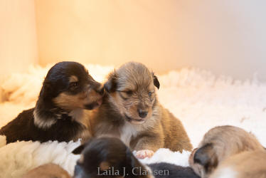 Topperteam Collies Når helheden i colliehvalpen er vigtig