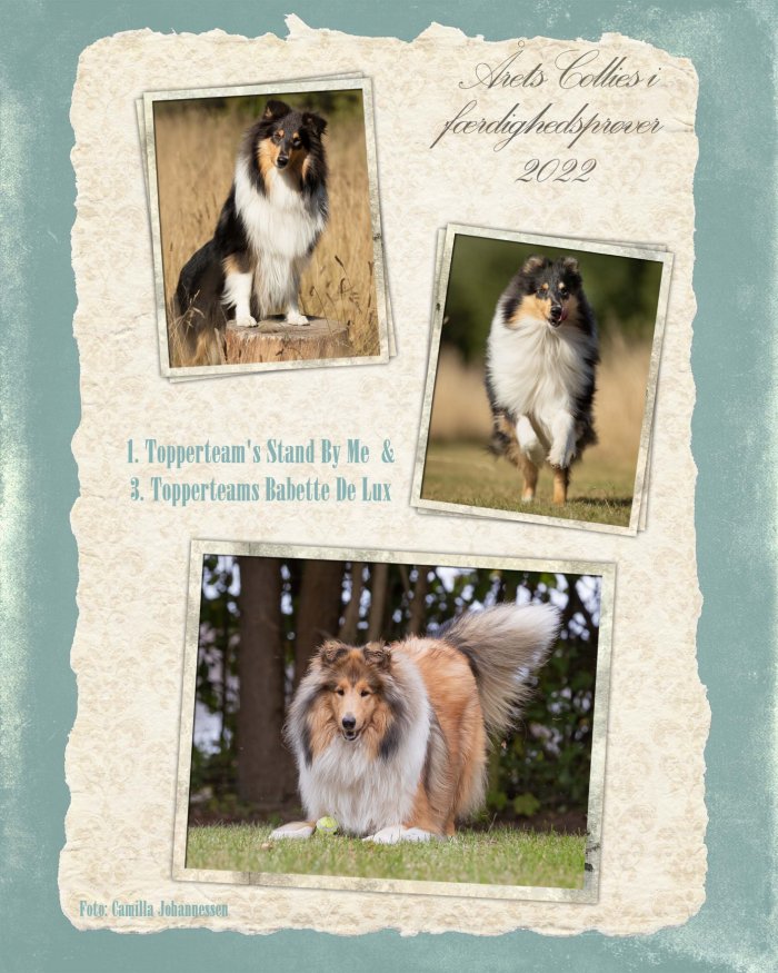 Topperteam collies Vinder i f�rdighedspr�ver 2022
