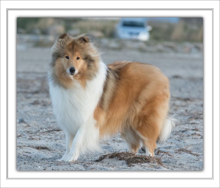Topperteam Collies
