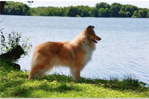 Topperteam collies
