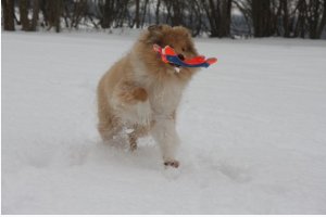 Topperteam collies