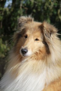 Topperteam Collies