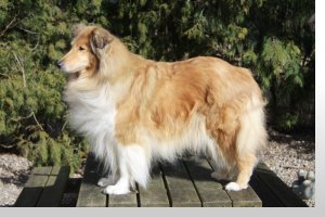Topperteam collies