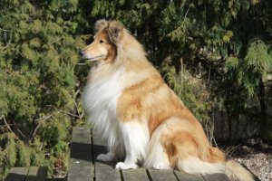 Topperteam collies