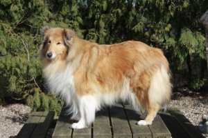 Topperteam collies