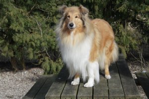 Topperteam collies