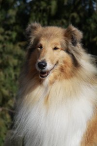 Topperteam collies