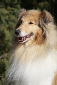 Topperteam collies