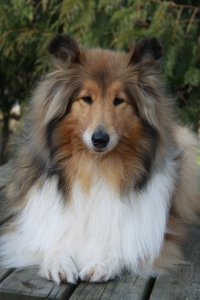 Topperteam collies,Colliehvalpe