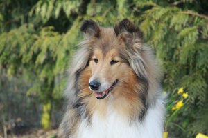 Topperteam collies,Colliehvalpe
