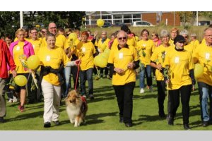 Topperteam collies,Colliehvalpe