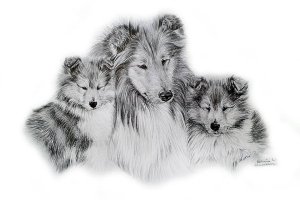 Topperteam collies,Colliehvalpe