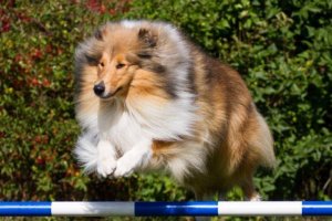 Topperteam collies,Colliehvalpe