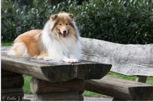 Collie,colliehvalp, En hvalp, colliehvalpe