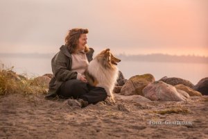 Collie,colliehvalp, En hvalp, colliehvalpe