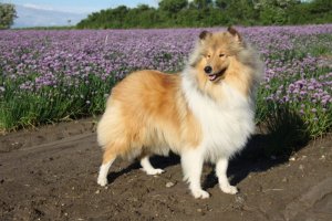Collie,colliehvalp, En hvalp, colliehvalpe