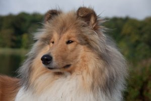 Collie,colliehvalp, En hvalp, colliehvalpe