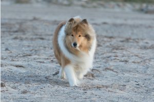 Collie,colliehvalp, En hvalp, colliehvalpe