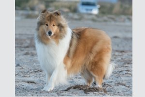 Collie,colliehvalp, En hvalp, colliehvalpe