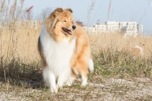 Collie,colliehvalp, En hvalp, colliehvalpe