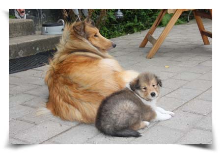 Colliehvalp fra Topperteam Collies