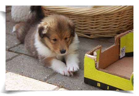 Colliehvalp fra Topperteam Collies