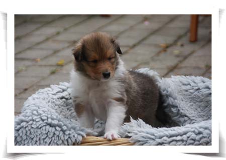 Colliehvalpe fra Topperteam Collies