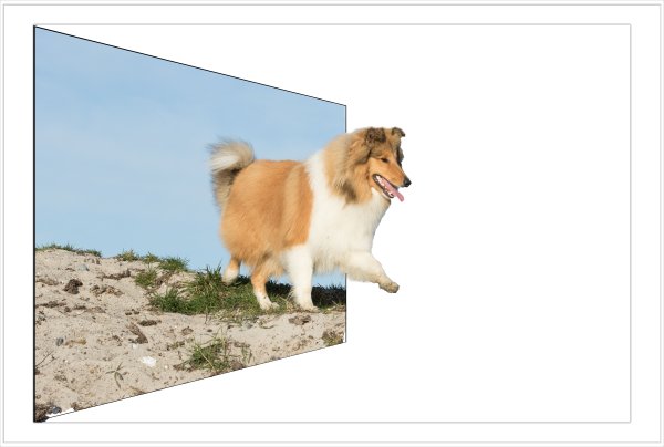 Topper fra Topperteam Collies