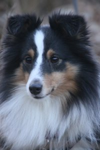 Min smukke smukke sheltie t�ve