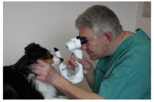Min smukke smukke sheltie t�ve
