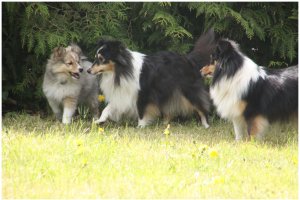 Min smukke smukke sheltie t�ve