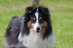 Min smukke smukke sheltie t�ve