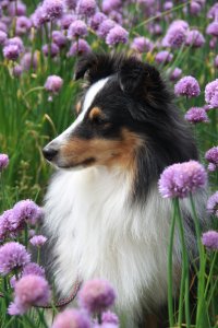 Min smukke smukke sheltie t�ve