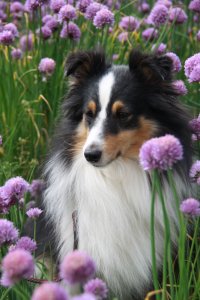 Min smukke smukke sheltie t�ve