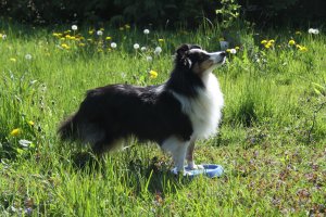 Min smukke smukke sheltie t�ve