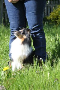 Min smukke smukke sheltie t�ve