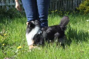 Min smukke smukke sheltie t�ve