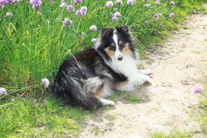Min smukke smukke sheltie t�ve