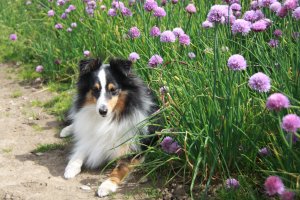 Min smukke smukke sheltie t�ve