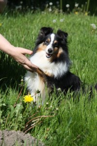 Min smukke smukke sheltie t�ve