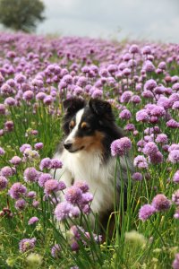 Min smukke smukke sheltie t�ve