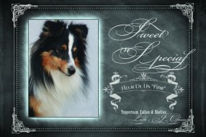 Min smukke smukke sheltie t�ve