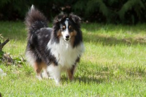 Min smukke smukke sheltie t�ve